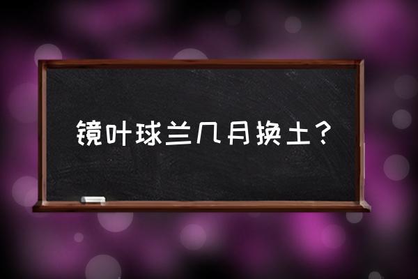 球兰的四季养护方法 镜叶球兰几月换土？