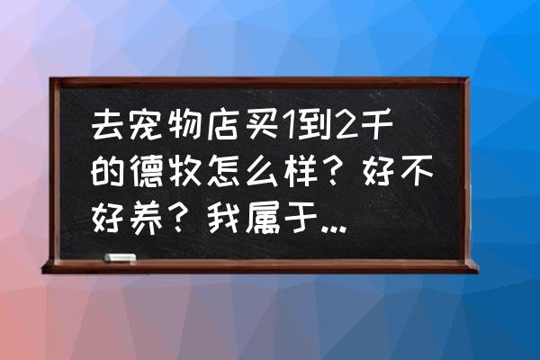 养牧羊犬需要买什么东西 去宠物店买1到2千的德牧怎么样？好不好养？我属于普通家庭？