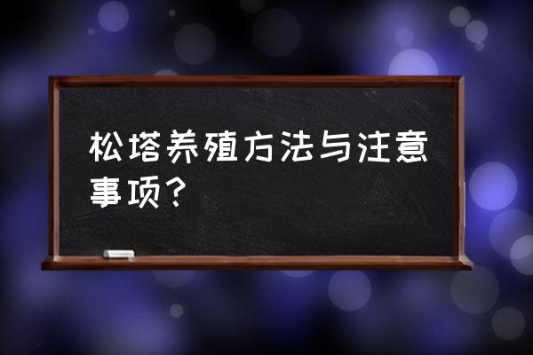 哪种松塔能做盆栽 松塔养殖方法与注意事项？