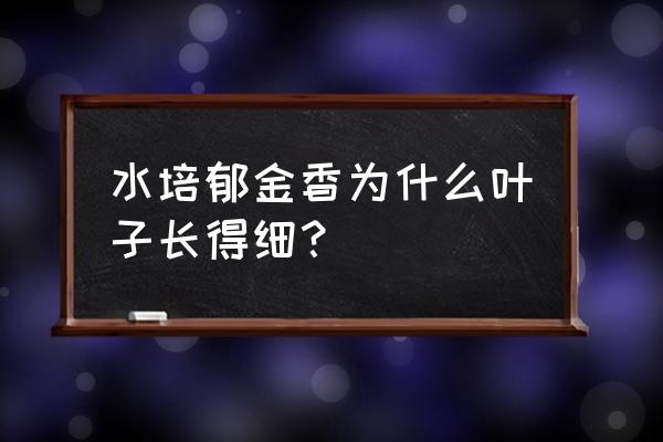 水培郁金香花谢后怎么处理 水培郁金香为什么叶子长得细？