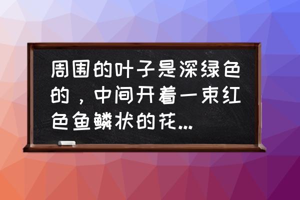 紫花凤梨开花完了怎么处理 周围的叶子是深绿色的，中间开着一束红色鱼鳞状的花，这是什么植物？