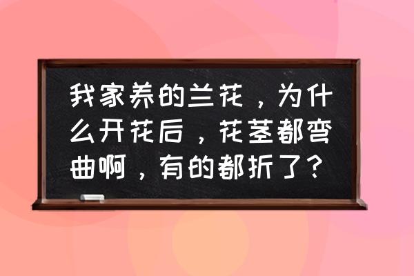 折兰花的简单步骤 我家养的兰花，为什么开花后，花茎都弯曲啊，有的都折了？