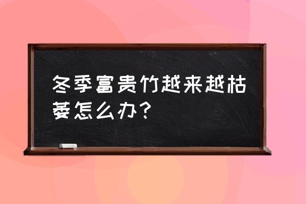 富贵竹怎么安全度过冬天 冬季富贵竹越来越枯萎怎么办？