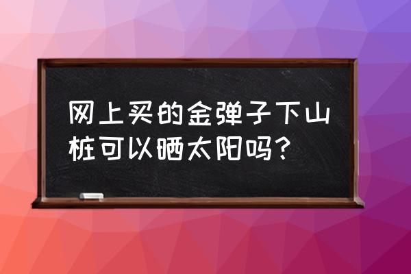 金弹子树苗价格 网上买的金弹子下山桩可以晒太阳吗？