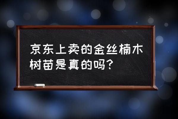 金丝楠木苗多少元一棵 京东上卖的金丝楠木树苗是真的吗？