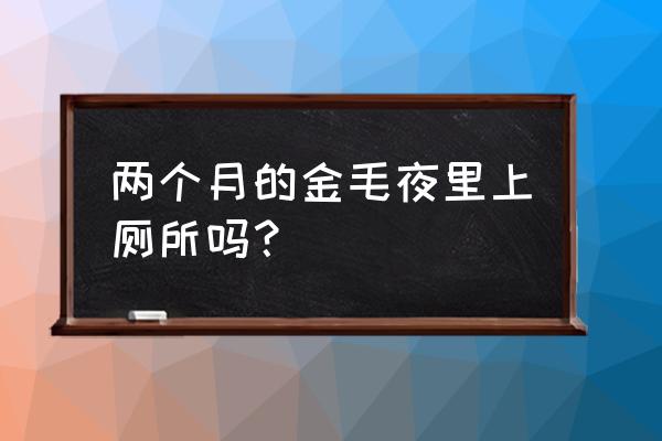 金毛幼犬如何训练它上厕所 两个月的金毛夜里上厕所吗？