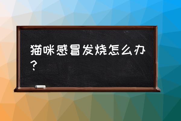 怎样判断猫咪发烧 猫咪感冒发烧怎么办？