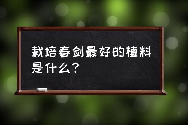 春剑用什么盆种好看 栽培春剑最好的植料是什么？