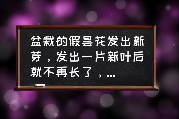 昙花开多长时间就蔫了 盆栽的假昙花发出新芽，发出一片新叶后就不再长了，是怎么回事？