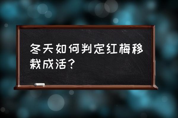 怎么判断进入春季 冬天如何判定红梅移栽成活？