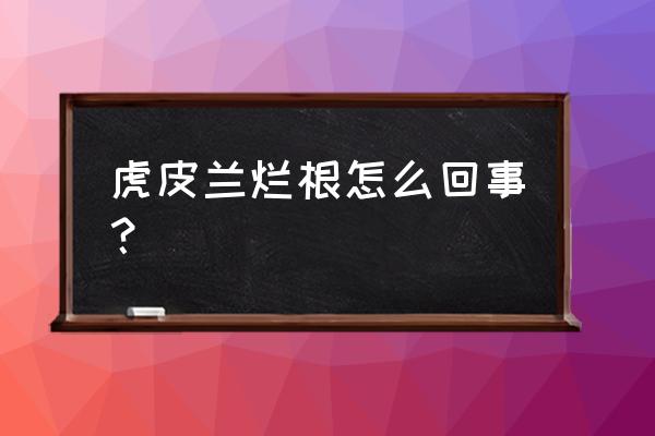 虎皮兰软了又烂根了怎么挽救 虎皮兰烂根怎么回事？