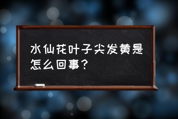 水仙花叶子发黄的原因和解决方法 水仙花叶子尖发黄是怎么回事？