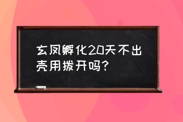 玄凤孵蛋期间晾蛋2小时 玄凤孵化20天不出壳用拨开吗？