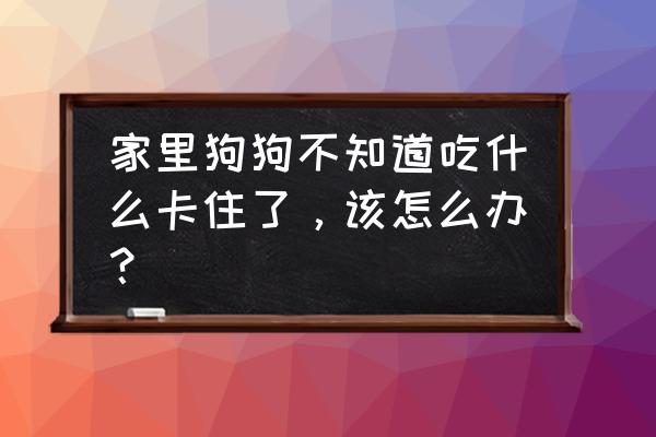 狗狗健康问题怎么解决 家里狗狗不知道吃什么卡住了，该怎么办？