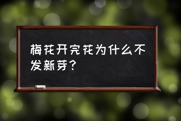 梅花开过后长满叶子咋办 梅花开完花为什么不发新芽？