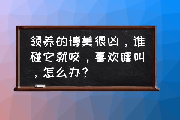 刚开始领养过来的猫咪很凶怎么办 领养的博美很凶，谁碰它就咬，喜欢瞎叫，怎么办？