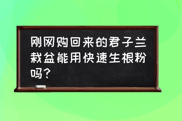 网上买的君子兰幼苗怎么处理掉 刚网购回来的君子兰栽盆能用快速生根粉吗？