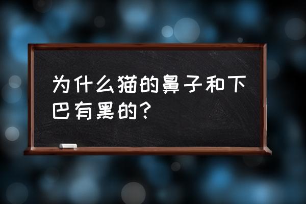 猫咪黑下巴会导致什么 为什么猫的鼻子和下巴有黑的？