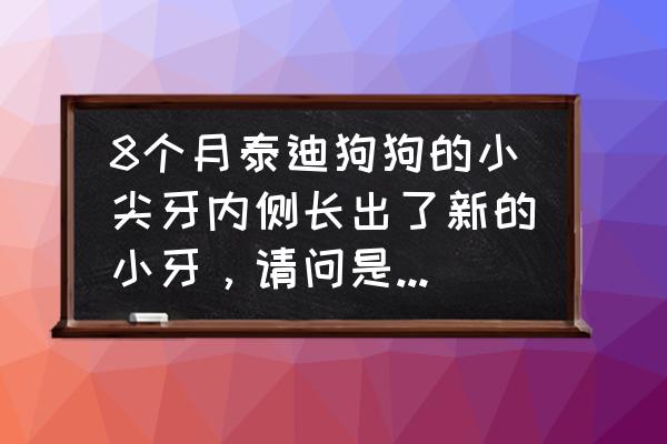 狗狗一个地方长了两颗牙齿怎么办 8个月泰迪狗狗的小尖牙内侧长出了新的小牙，请问是不是在换牙啊？