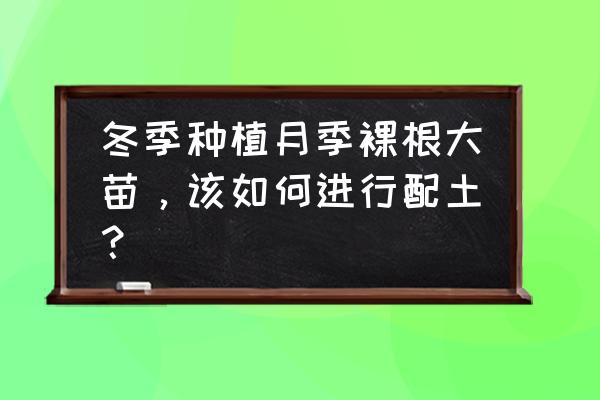 大型盆栽怎么养护 冬季种植月季裸根大苗，该如何进行配土？