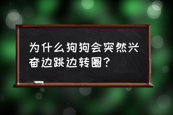 怎样训练狗狗转圈走路的方法 为什么狗狗会突然兴奋边跳边转圈？