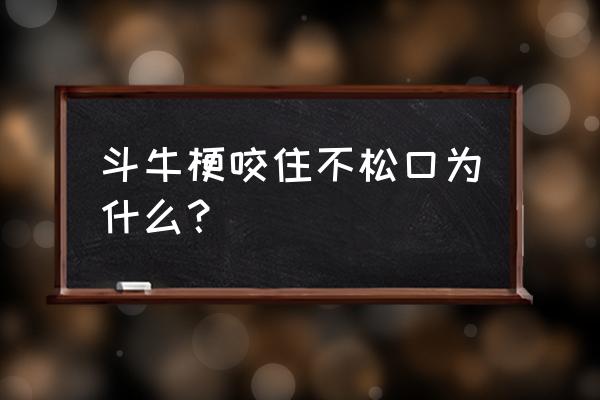 如何一招让狗松口 斗牛梗咬住不松口为什么？