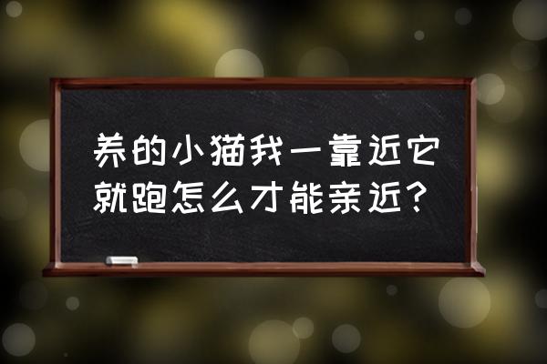 如何让猫咪觉得你是可以信赖的人 养的小猫我一靠近它就跑怎么才能亲近？