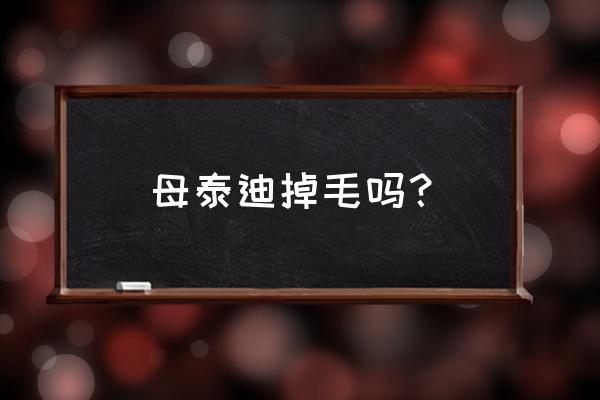 4个月的泰迪耳朵掉毛严重怎么办 母泰迪掉毛吗？