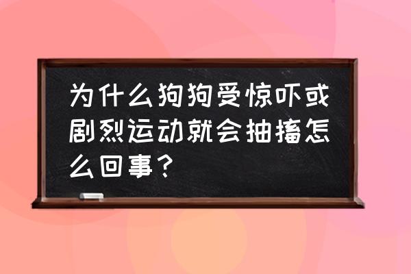 狗狗运动的正确方法 为什么狗狗受惊吓或剧烈运动就会抽搐怎么回事？