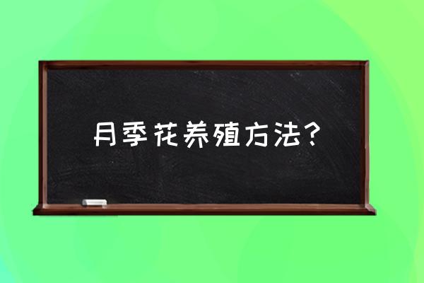 怎样养月季花最好 月季花养殖方法？