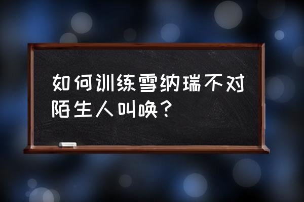 雪纳瑞多大开始训练 如何训练雪纳瑞不对陌生人叫唤？