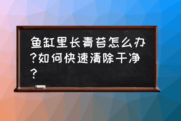 鱼缸总是有绿藻怎么办 鱼缸里长青苔怎么办?如何快速清除干净？