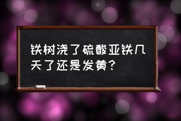 铁树黄叶怎么补救最快方法 铁树浇了硫酸亚铁几天了还是发黄？