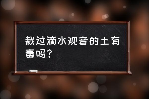 滴水观音真的有毒吗 栽过滴水观音的土有毒吗？