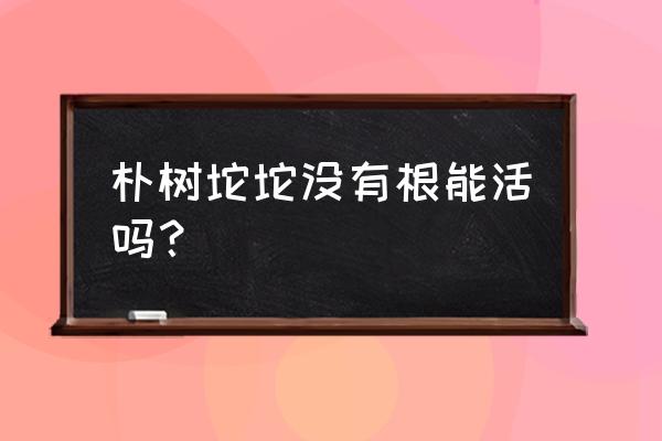 怎样证明生桩长根了 朴树坨坨没有根能活吗？